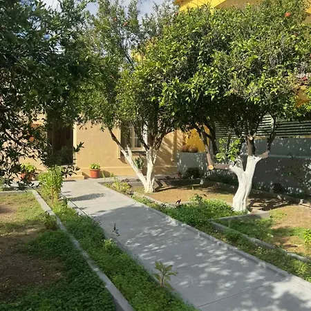 Traditional Stella *